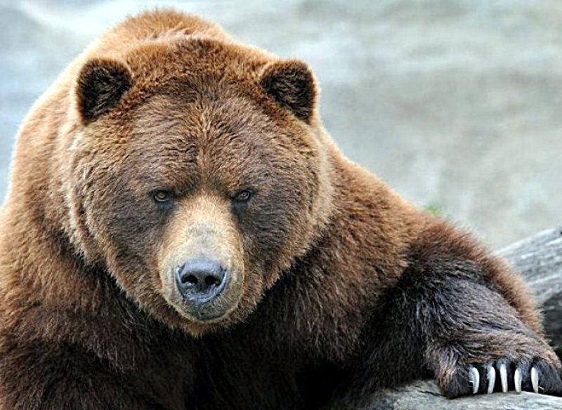 el oso ruso